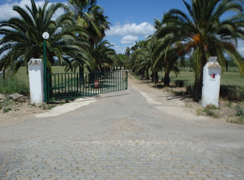 A Palm lined driveway made of cobblestones.